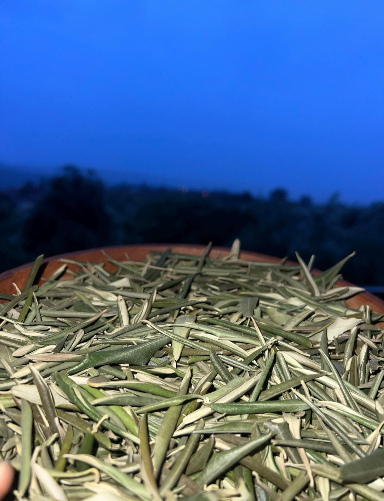 Dried Olive Leaf