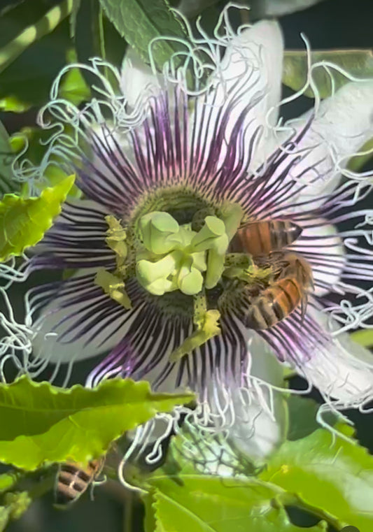 Passion Flower