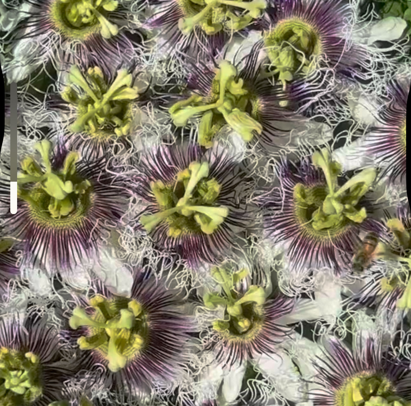 Passion Flower