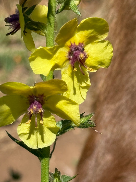 Wild Mullein