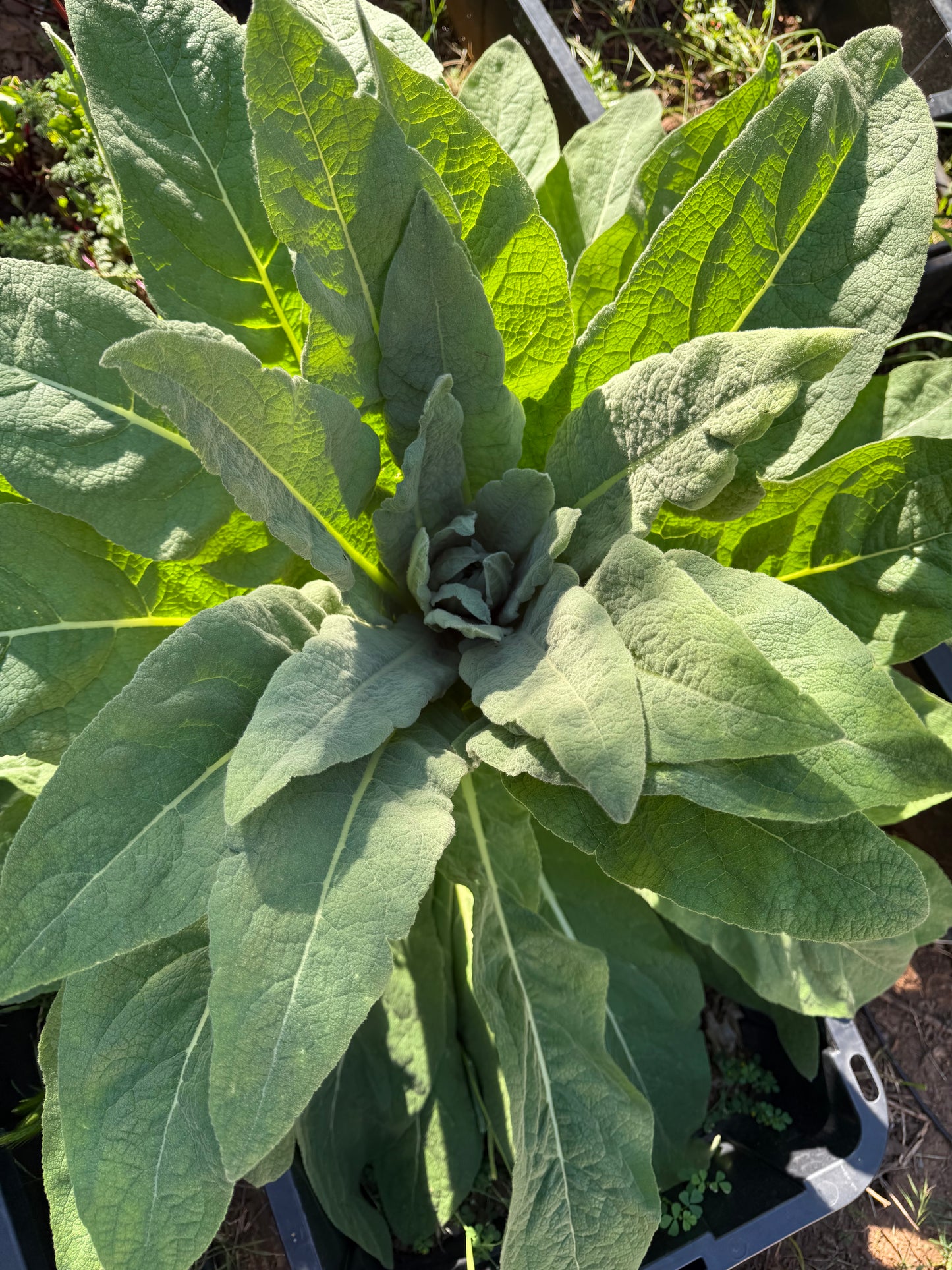 Wild Mullein