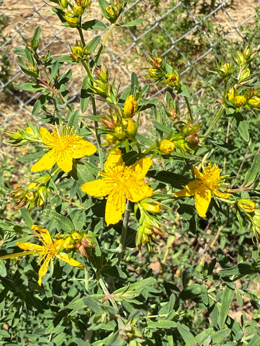 Wild St. John’s Wort